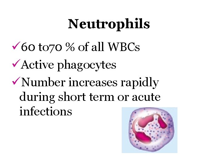 Neutrophils ü 60 to 70 % of all WBCs üActive phagocytes üNumber increases rapidly