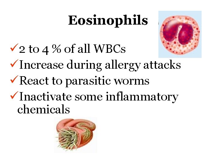 Eosinophils ü 2 to 4 % of all WBCs üIncrease during allergy attacks üReact