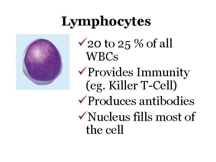 Lymphocytes ü 20 to 25 % of all WBCs üProvides Immunity (eg. Killer T-Cell)