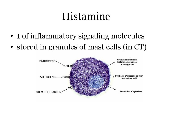 Histamine • 1 of inflammatory signaling molecules • stored in granules of mast cells