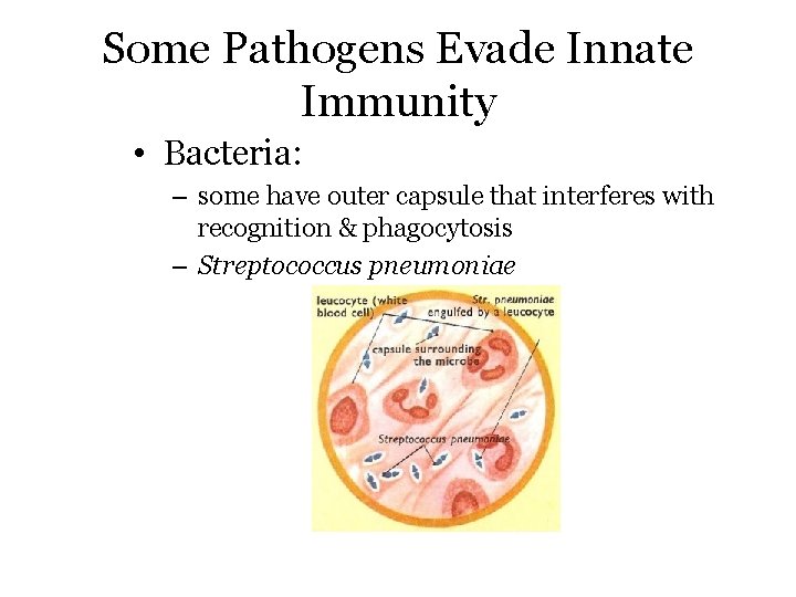 Some Pathogens Evade Innate Immunity • Bacteria: – some have outer capsule that interferes