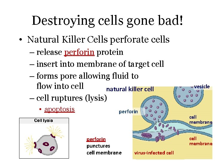 Destroying cells gone bad! • Natural Killer Cells perforate cells – release perforin protein