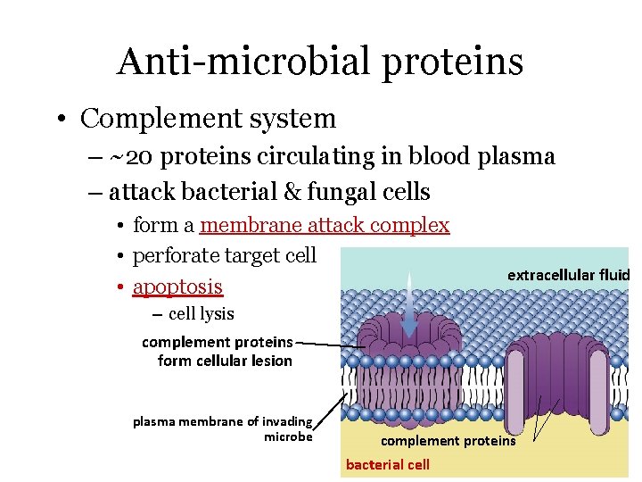 Anti-microbial proteins • Complement system – ~20 proteins circulating in blood plasma – attack