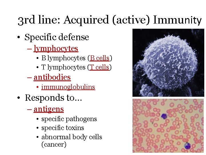 3 rd line: Acquired (active) Immunity • Specific defense – lymphocytes • B lymphocytes