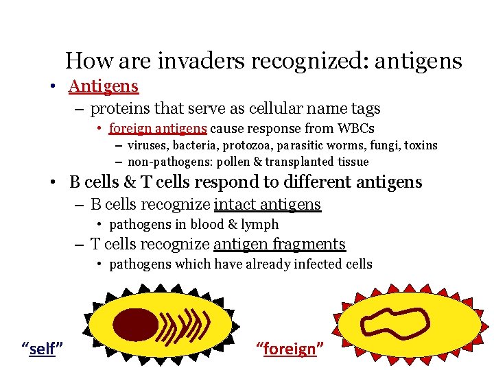 How are invaders recognized: antigens • Antigens – proteins that serve as cellular name