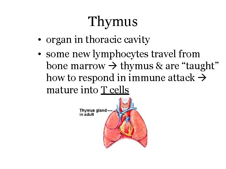 Thymus • organ in thoracic cavity • some new lymphocytes travel from bone marrow