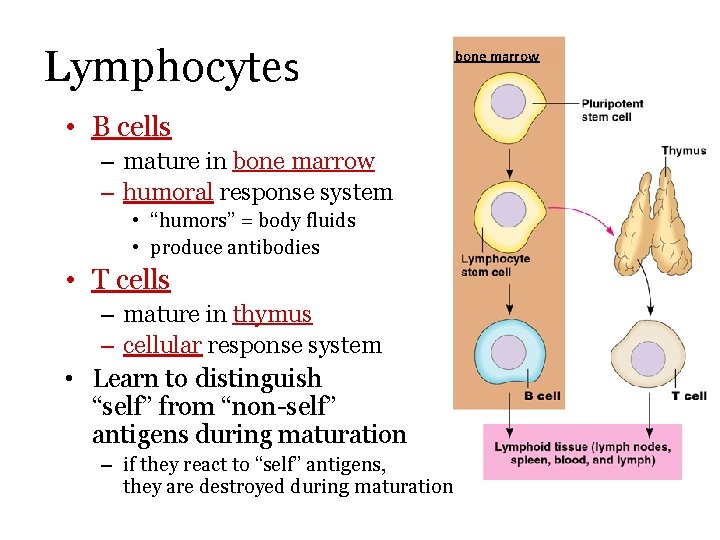 Lymphocytes • B cells – mature in bone marrow – humoral response system •