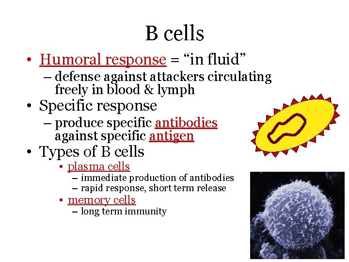 B cells • Humoral response = “in fluid” – defense against attackers circulating freely