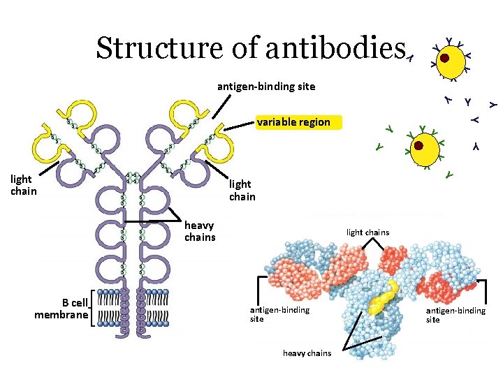 Structure of antibodies Y YY Y Y s B cell membrane s s s
