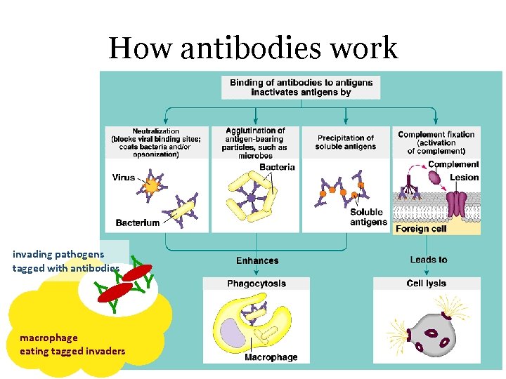 How antibodies work Y invading pathogens tagged with antibodies Y Y Y macrophage eating