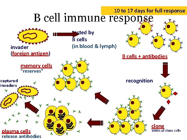 10 to 17 days for full response B cell immune response Y Y Y