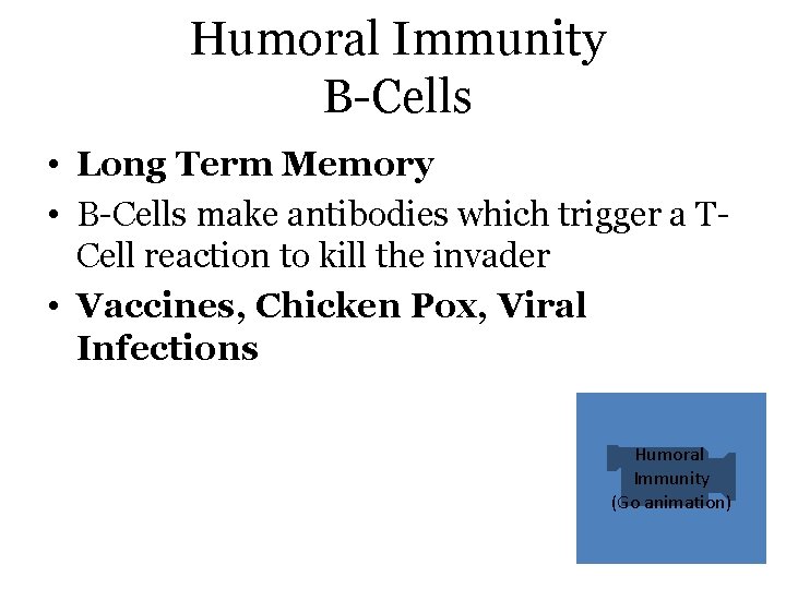 Humoral Immunity B-Cells • Long Term Memory • B-Cells make antibodies which trigger a