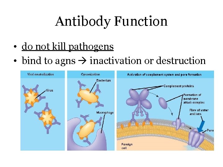 Antibody Function • do not kill pathogens • bind to agns inactivation or destruction
