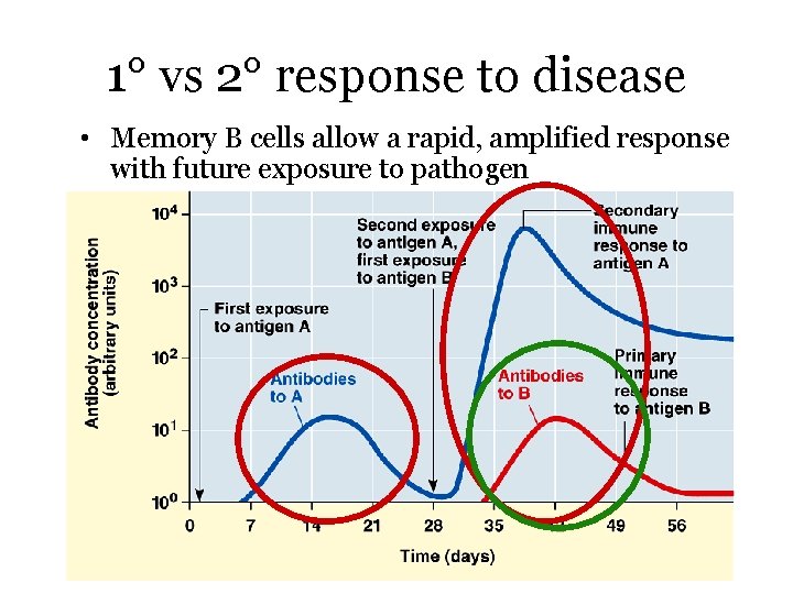 1° vs 2° response to disease • Memory B cells allow a rapid, amplified