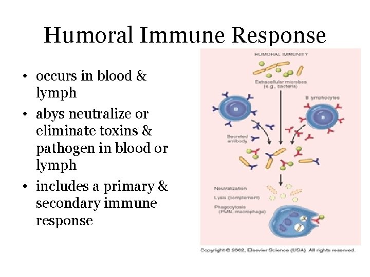Humoral Immune Response • occurs in blood & lymph • abys neutralize or eliminate
