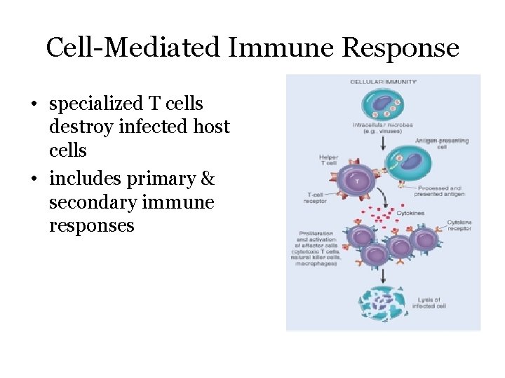 Cell-Mediated Immune Response • specialized T cells destroy infected host cells • includes primary