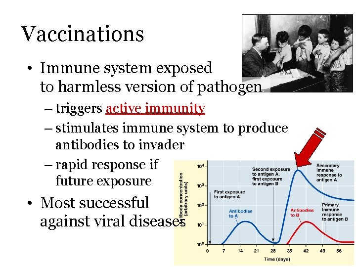 Vaccinations • Immune system exposed to harmless version of pathogen – triggers active immunity
