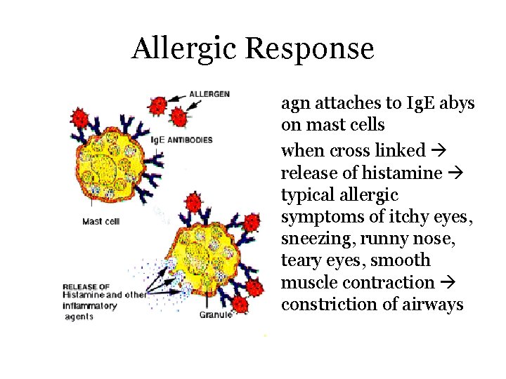 Allergic Response • agn attaches to Ig. E abys on mast cells • when