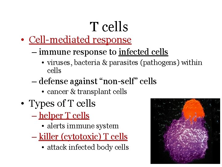 T cells • Cell-mediated response – immune response to infected cells • viruses, bacteria