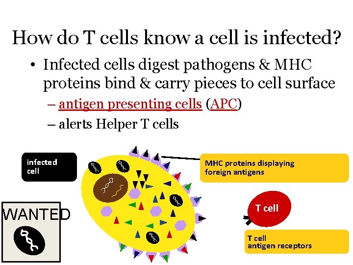 How do T cells know a cell is infected? • Infected cells digest pathogens