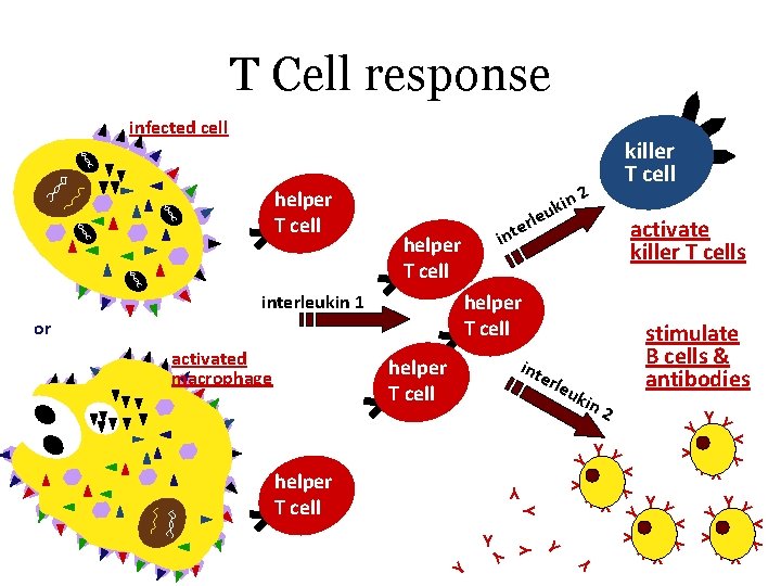 T Cell response infected cell activate killer T cells helper T cell rle uki