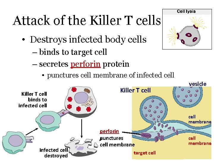Attack of the Killer T cells • Destroys infected body cells – binds to