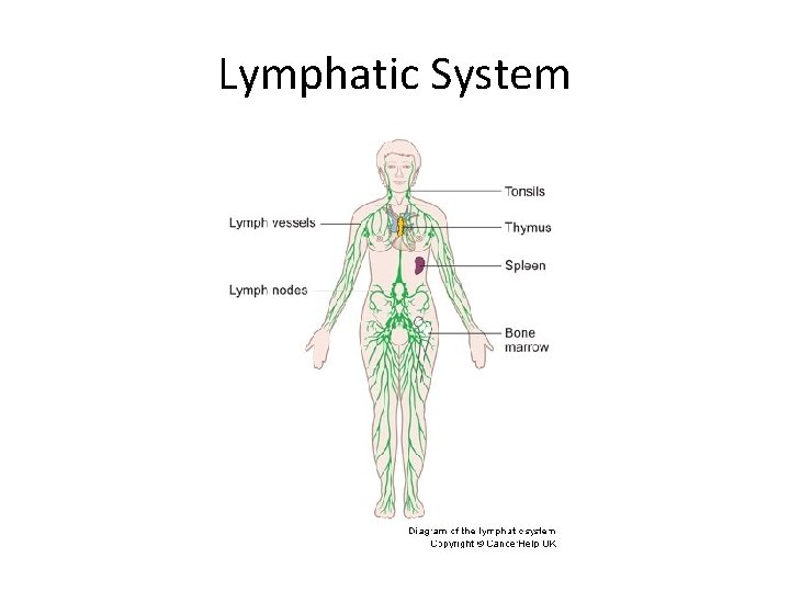 Lymphatic System 
