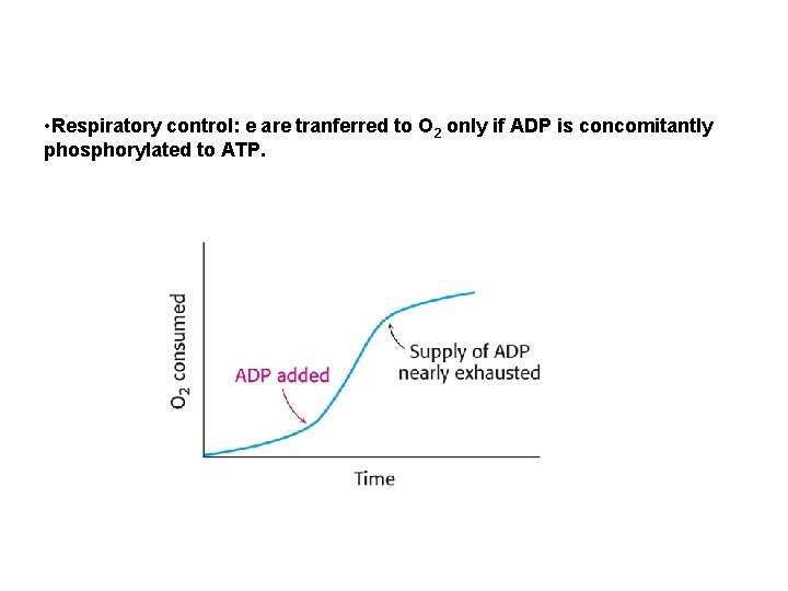  • Respiratory control: e are tranferred to O 2 only if ADP is