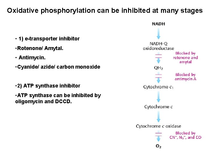 Oxidative phosphorylation can be inhibited at many stages • 1) e-transporter inhibitor • Rotenone/