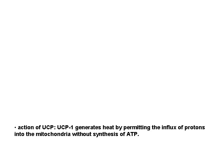  • action of UCP: UCP-1 generates heat by permitting the influx of protons