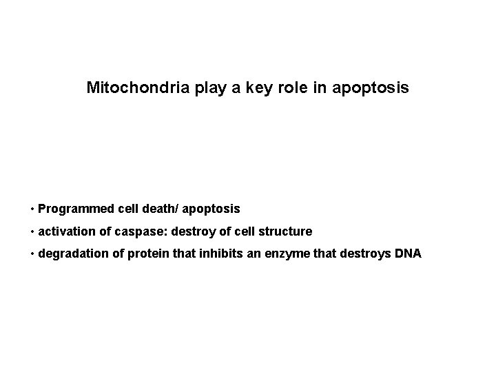 Mitochondria play a key role in apoptosis • Programmed cell death/ apoptosis • activation