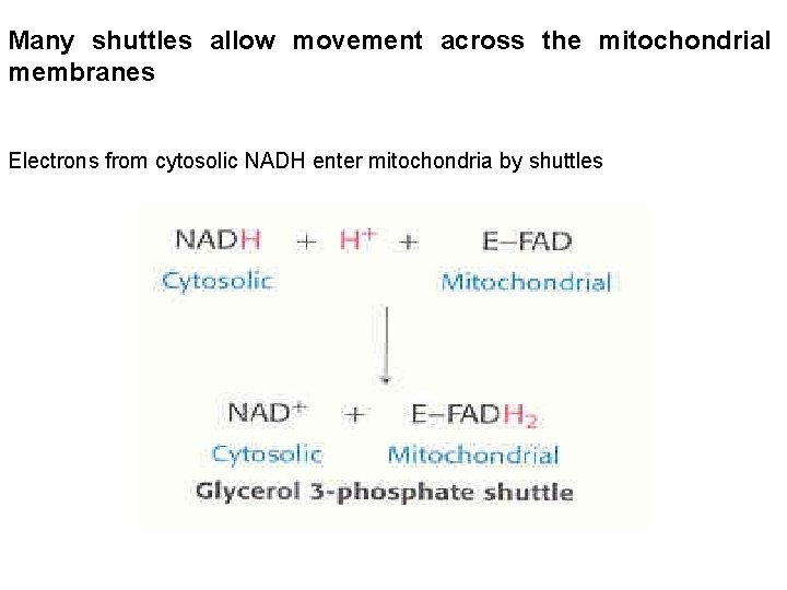 Many shuttles allow movement across the mitochondrial membranes Electrons from cytosolic NADH enter mitochondria