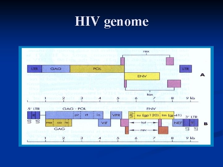 HIV genome 