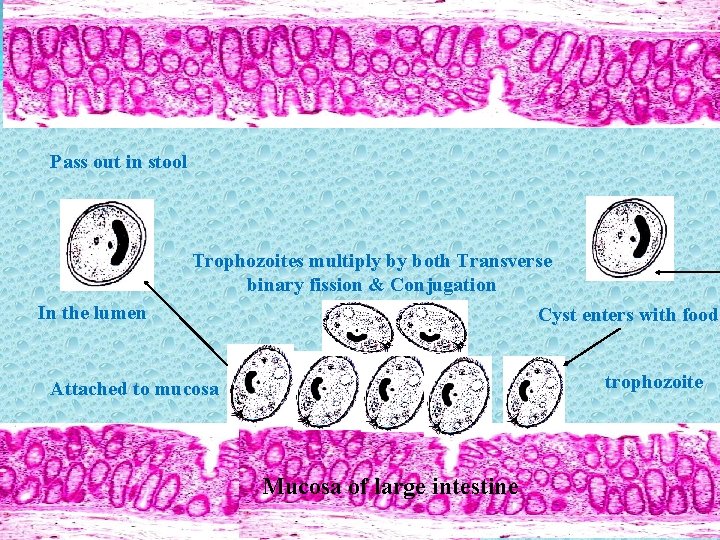 Pass out in stool Trophozoites multiply by both Transverse binary fission & Conjugation In