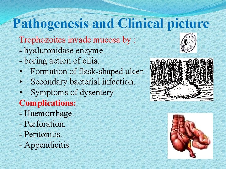 Pathogenesis and Clinical picture Trophozoites invade mucosa by : - hyaluronidase enzyme. - boring