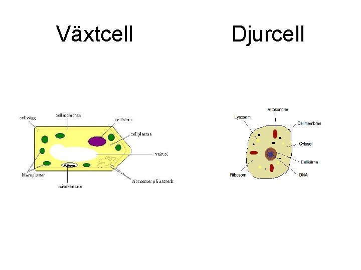 Växtcell Djurcell 