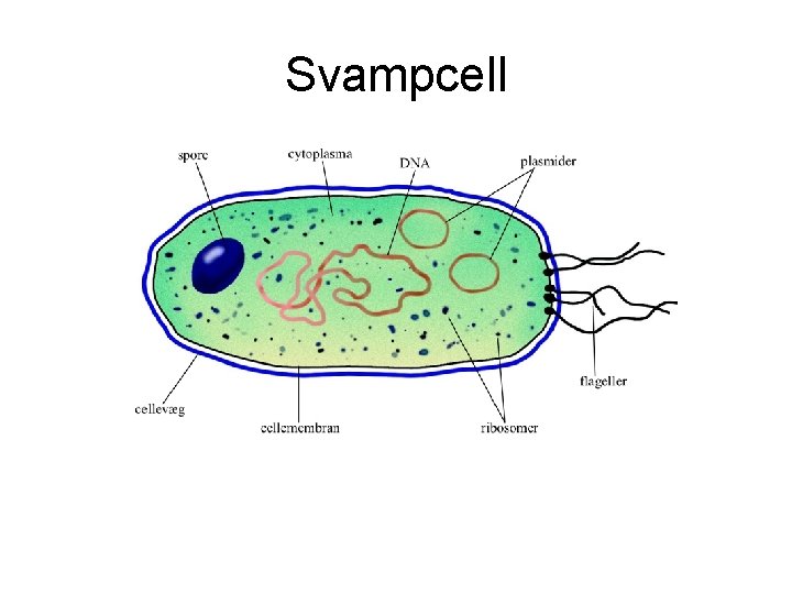 Svampcell 