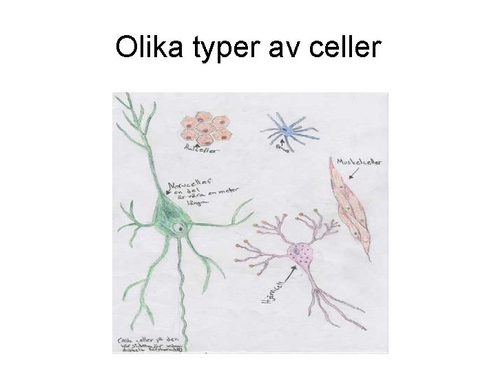 Olika typer av celler 