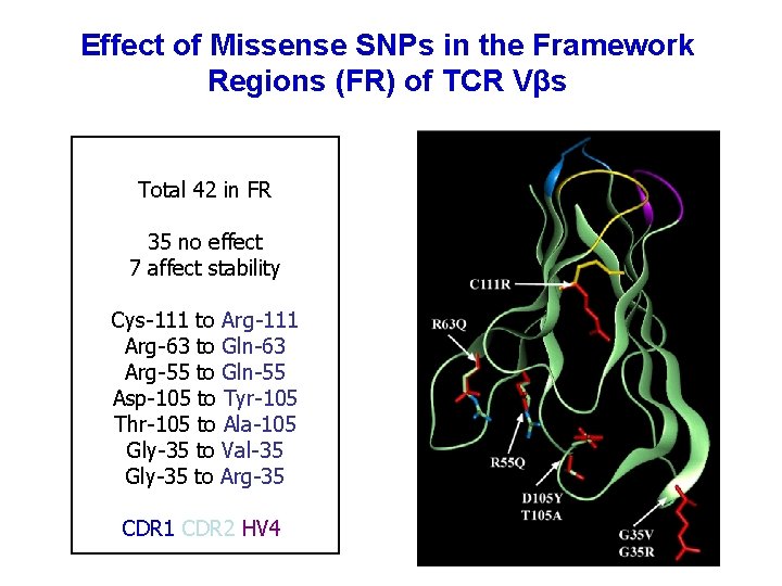 Effect of Missense SNPs in the Framework Regions (FR) of TCR Vβs Total 42