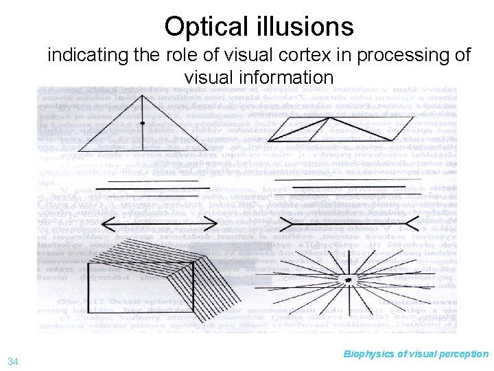 Optical illusions indicating the role of visual cortex in processing of visual information 34