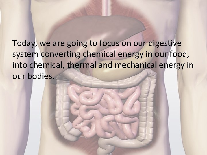 Today, we are going to focus on our digestive system converting chemical energy in