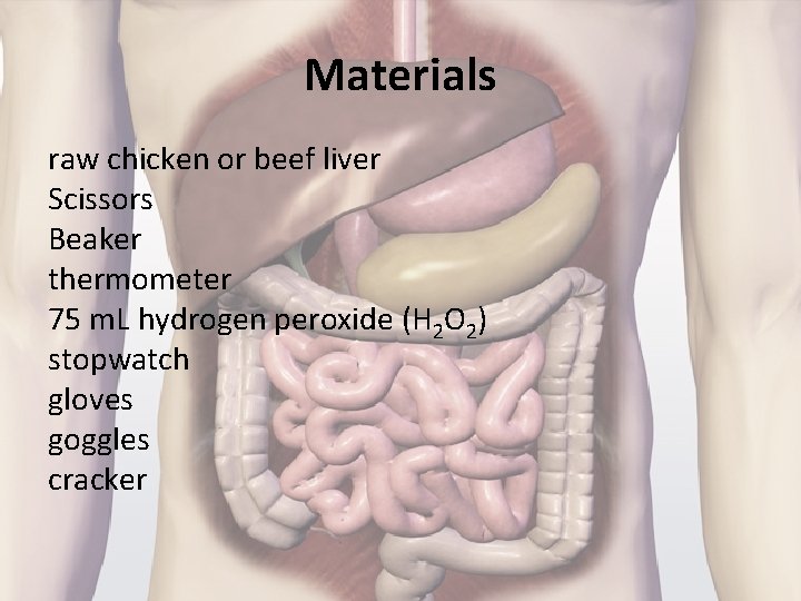 Materials raw chicken or beef liver Scissors Beaker thermometer 75 m. L hydrogen peroxide