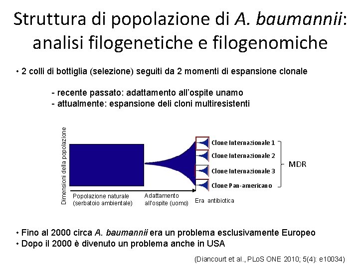 Struttura di popolazione di A. baumannii: analisi filogenetiche e filogenomiche • 2 colli di
