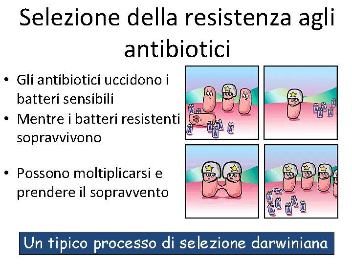 Selezione della resistenza agli antibiotici • Gli antibiotici uccidono i batteri sensibili • Mentre