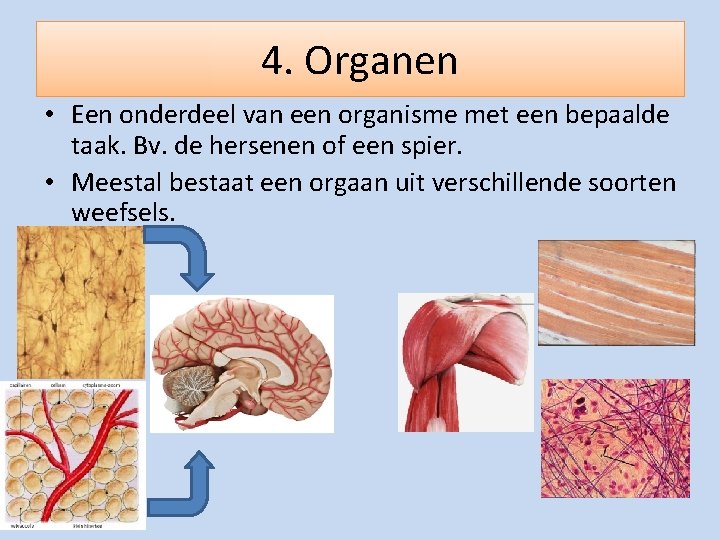 4. Organen • Een onderdeel van een organisme met een bepaalde taak. Bv. de