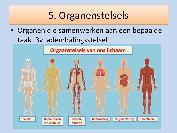 5. Organenstelsels • Organen die samenwerken aan een bepaalde taak. Bv. ademhalingsstelsel. 