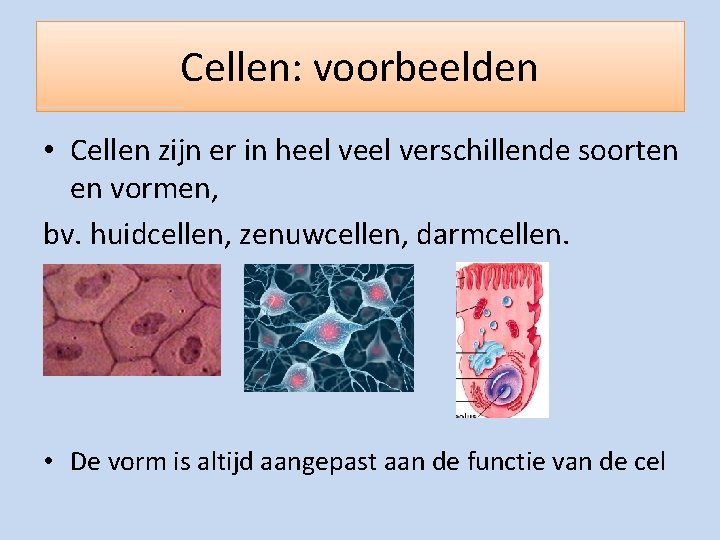 Cellen: voorbeelden • Cellen zijn er in heel verschillende soorten en vormen, bv. huidcellen,