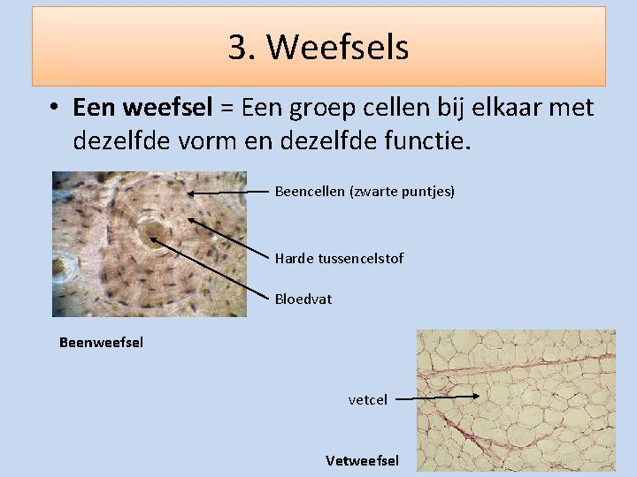 3. Weefsels • Een weefsel = Een groep cellen bij elkaar met dezelfde vorm