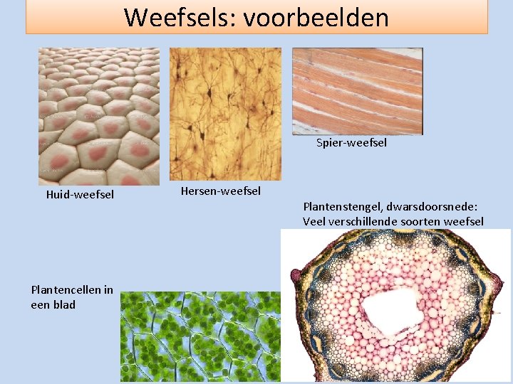 Weefsels: voorbeelden Spier-weefsel Huid-weefsel Plantencellen in een blad Hersen-weefsel Plantenstengel, dwarsdoorsnede: Veel verschillende soorten