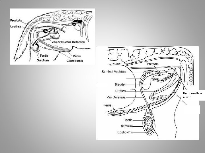 Bulbourethral Gland 